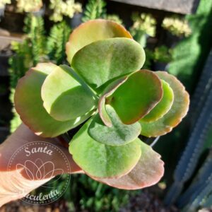 KALANCHOE LUCIAE  – PT 11 cm