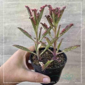 KALANCHOE PINK BUTTERFLY – PT 09 cm