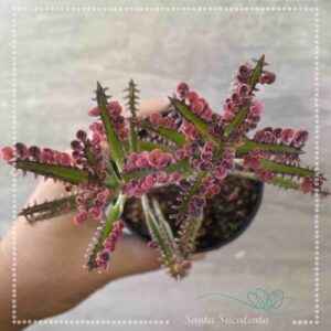 KALANCHOE PINK BUTTERFLY – PT 09 cm