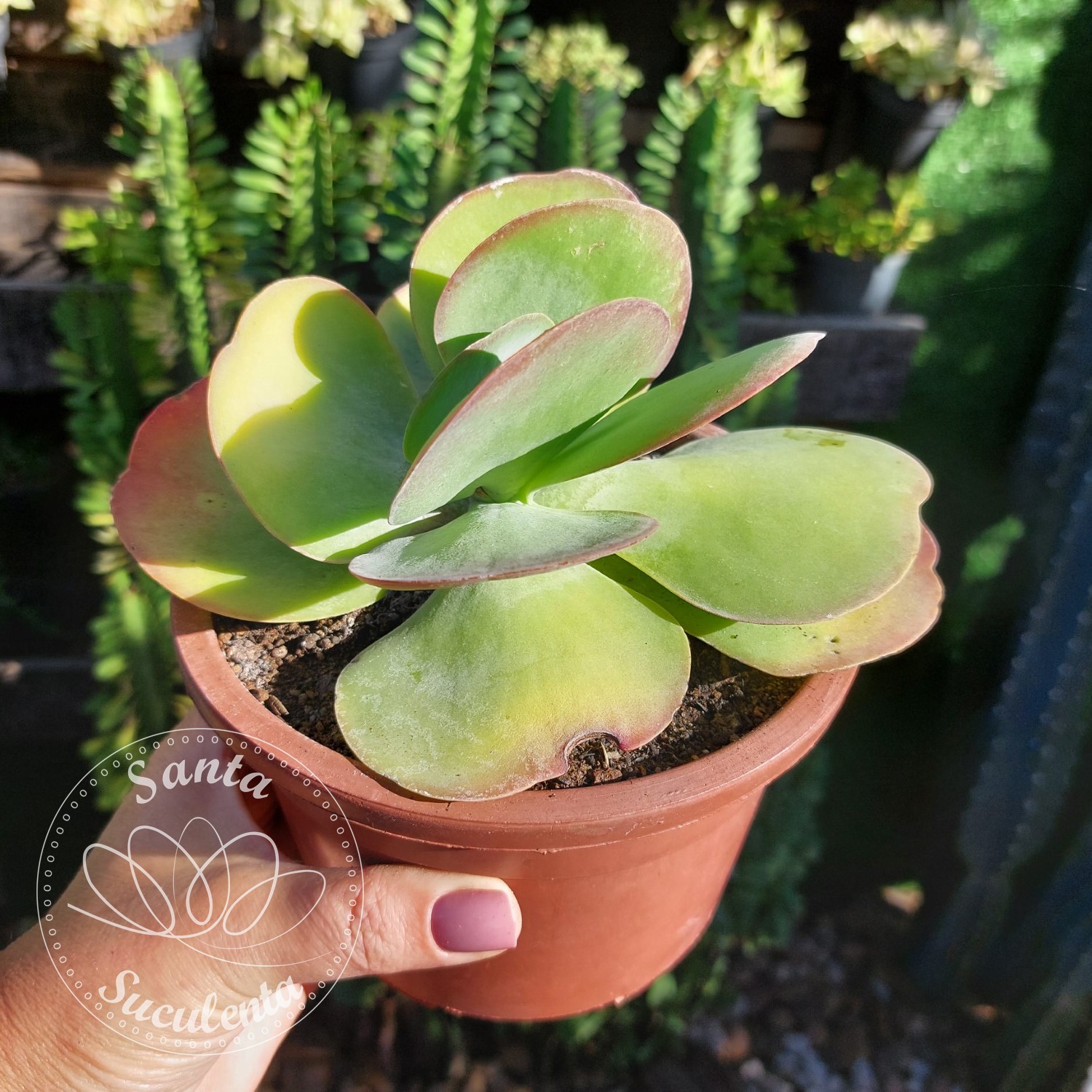 KALANCHOE DELAGOENSIS PT 11 Cm Santa Suculenta kalanchoe-delagoensis-pt-11-cm-santa-suculenta