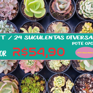 KIT COM 24 SUCULENTAS SORTIDAS  – PT 07 cm
