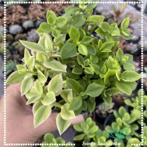 ROSINHA DO SOL DUPLA ( VARIEGATA E VERDE) – PT 11 cm