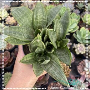 SANSEVIERIA MINI TRIFASCIATA HAHNII “SILVER FROST” – PT 11 cm