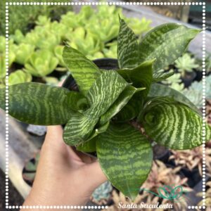 SANSEVIERIA MINI TRIFASCIATA HAHNII – PT 11 cm