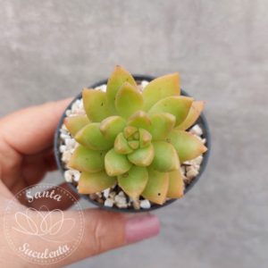 SEDUM ADOLPHI GOLDEN GLOW – PT 07 cm