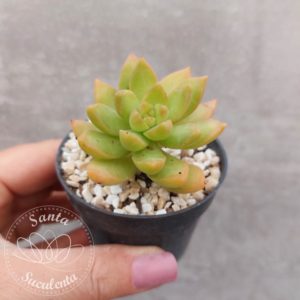 SEDUM ADOLPHI GOLDEN GLOW – PT 07 cm