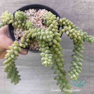 SEDUM BURRITO – PT 11 cm
