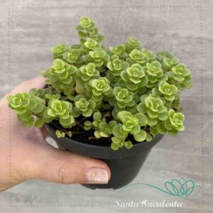 SEDUM MAKINOI OGON – PT 11 cm