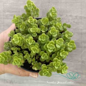 SEDUM MAKINOI OGON – PT 11 cm