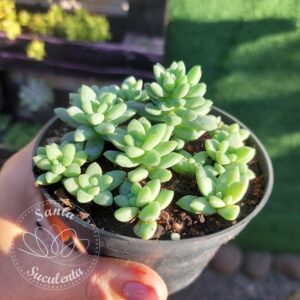 SEDUM TRELEASEI (COLONIA)  – PT 11 cm