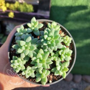 SEDUM TRELEASEI (COLONIA)  – PT 11 cm