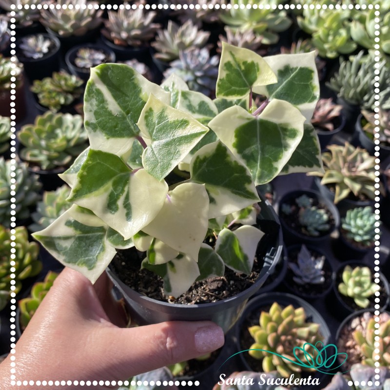 frberdistel saatgut Bio-Frberdistel kaufen