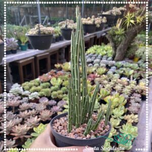 SENECIO STAPELIAEFORMIS – PT 11 cm
