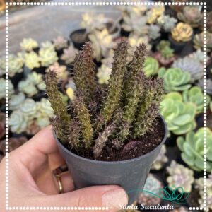 STAPELIANTHUS DECARYI – PT 09 cm