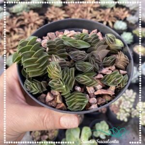 TRADESCANTIA NAVICULARIS – PT 11 cm