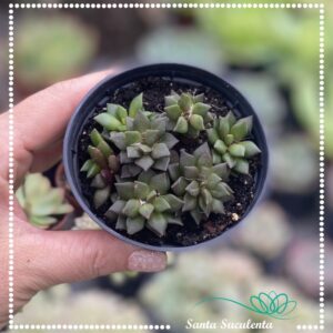 ANACAMPSEROS FILAMENTOSA – PT 09 cm