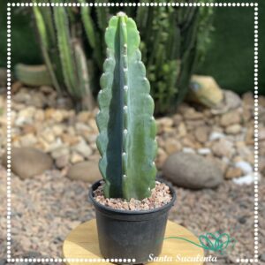 CACTO MANDACARU (GRANDE COM ESPINHOS) – PT 15 cm