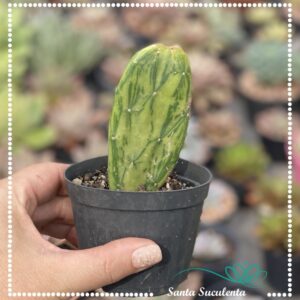 CACTO OPUNTIA COCHENILLIFERA VARIEGATA – PT 09 cm