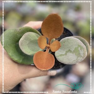COLHER DE COBRE (KALANCHOE ORGYALIS) – PT 07 cm