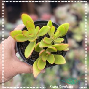 CRASSULA CAPITELLA CAMPFIRE (TRIO) – PT 11 cm