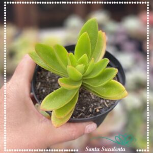 CRASSULA CAPITELLA CAMPFIRE – PT 11 cm