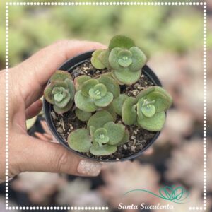 CRASSULA CORDATA – PT 09 cm