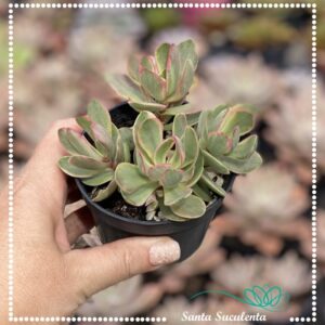 CRASSULA CULTRATA VARIEGATA – PT 09 cm