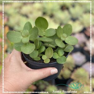 CRASSULA MULTICAVA – PT 11 cm