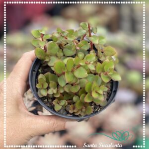 CRASSULA SARMENTOSA – PT 11 cm