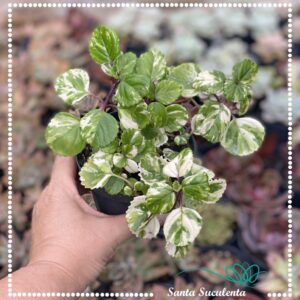 DÓLAR VARIEGATA – PT 11 cm