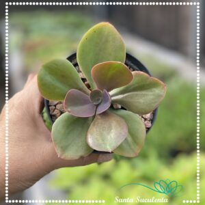 ECHEVERIA DECORA REVERSA – PT 11 cm