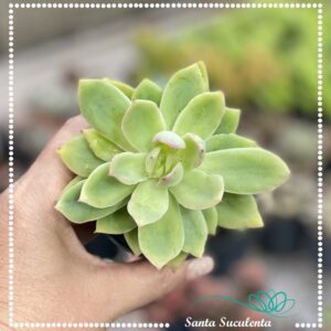 ECHEVERIA GOLDEN GLOW – PT 09 cm