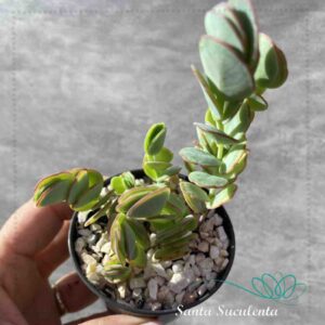 KALANCHOE MARNIERIANA (COLONIA) – PT 07 cm