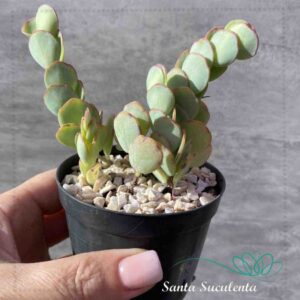 KALANCHOE MARNIERIANA (COLONIA) – PT 07 cm