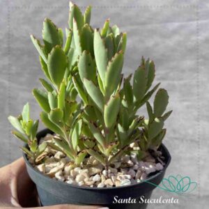 KALANCHOE SERRATIFOLIA – PT 11 cm