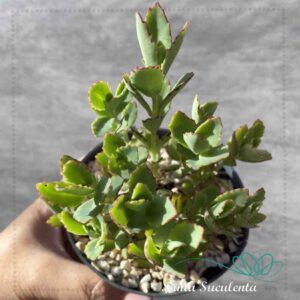 KALANCHOE SERRATIFOLIA – PT 11 cm