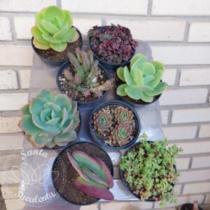 KIT COM 08 SUCULENTAS SORTIDAS – PT 11 cm