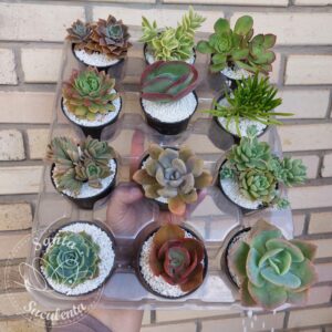 KIT COM 12 SUCULENTAS SORTIDAS – PT 08 cm