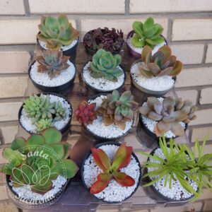 KIT COM 12 SUCULENTAS SORTIDAS – PT 09 cm