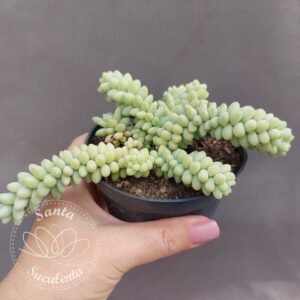 SEDUM BURRITO – PT 11 cm