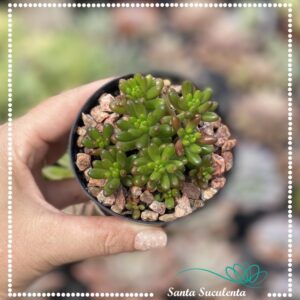 SEDUM RUBROTINCTUM – PT 09 cm