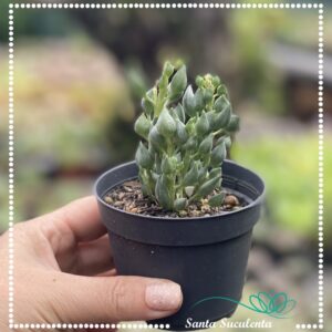 SENECIO CITRIFORMIS – PT 09 cm