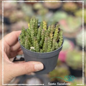 STAPELIA MINIMA – PT 09 cm