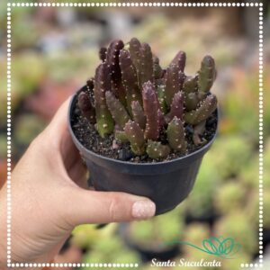 STAPELIA SCHINZII ANGOLENSIS (FLOR ROXA) – PT 11 cm