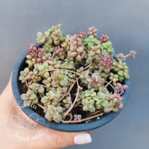 SEDUM PLECTRANTHUS PROSTATUS – PT 11 cm