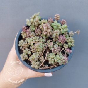 SEDUM PLECTRANTHUS PROSTATUS – PT 11 cm