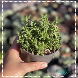 DELOSPERMA COOPERI – PT 11 cm