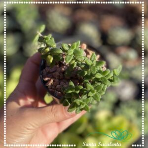 DELOSPERMA ECHINATUM – PT 07 cm
