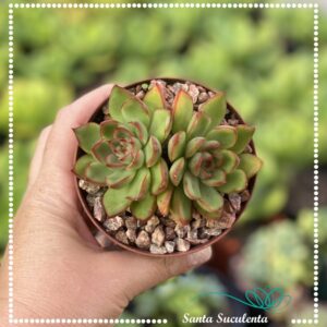 ECHEVERIA MELY – PT 09 cm