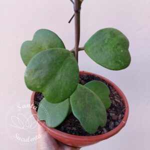 HOYA KERRII – FLOR DE CERA CORAÇÃO – CUIA 17 cm